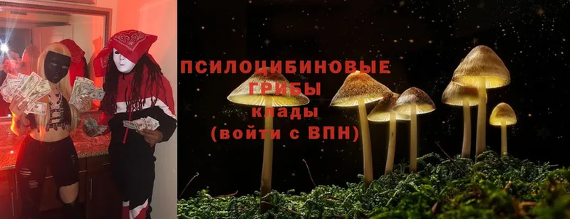 Псилоцибиновые грибы Psilocybe  цены   Полярный 